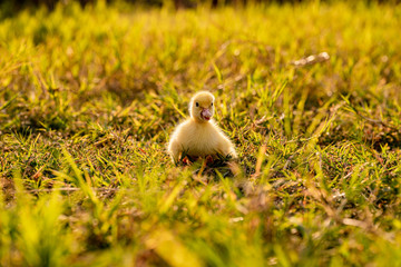 Group of little ducklings walking on a green meadow