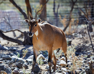 Asian Antelope walking in Natural Terrain