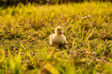 Group of little ducklings walking on a green meadow