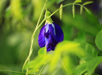 Dark purple butterfly pea flower on a green background