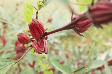 red roselle flowers