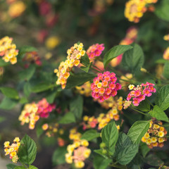 nature flowers background