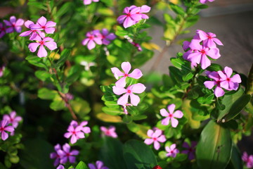 Purple flowers on a green background