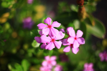 Purple flowers on a green background