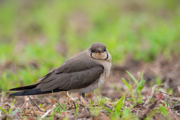 Oriental Pratincole (Formal Name: Glareola maldivarum)