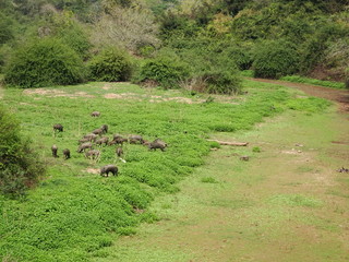 A group of wild pigs/boars in the forest