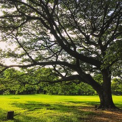 Big tree with green grass field in public park