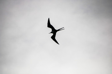 Tijereta
