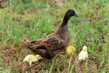 Brown mother duck and baby on green grass in meadow.