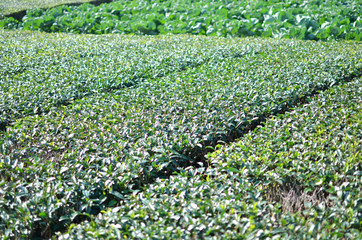 Autumn. Tea plantation to prepare for winter