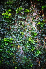 ivy on the wall