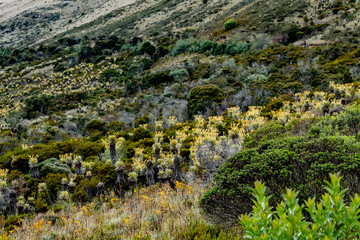 Ruta del Roble, Santander, Boyacá, Colombia