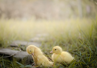 The cuteness of the yellow ducks walking on the grass