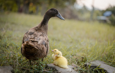 Brown mother duck and baby on green grass in meadow.