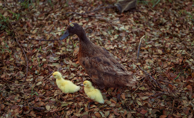 Brown mother duck and baby on green grass in meadow.