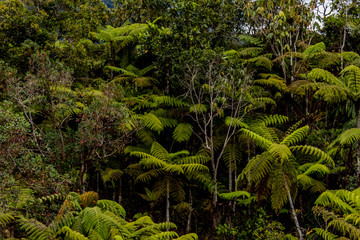 Obraz premium Ruta del Roble, Santander, Boyacá, Colombia