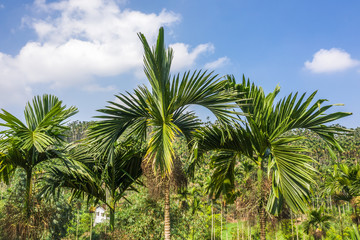 Fototapeta na wymiar landscape of betel nut tree under sky