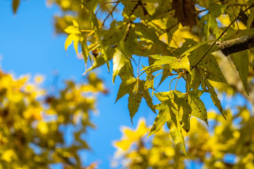 yellow leaves under blue sky