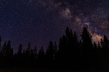 Fototapeta premium Milky Way Galaxy in Night Sky, In the Forest