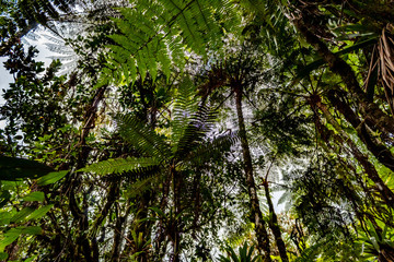 Fototapeta premium Ruta del Roble, Santander, Boyacá, Colombia