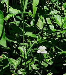 flowers in the garden