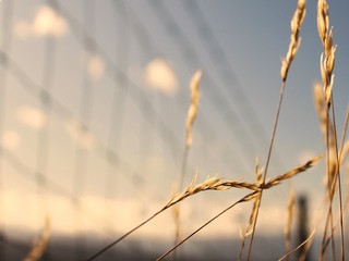 grass on a background of blue sky