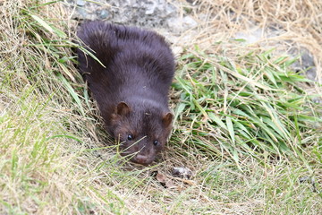 Mink sneaking from burrow. Mustela lutreola - wild predatory furry animal hunting in natural habitat. 
