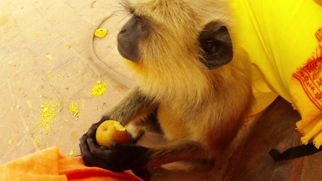 langur monkey eats pear close up city park of Kolkata