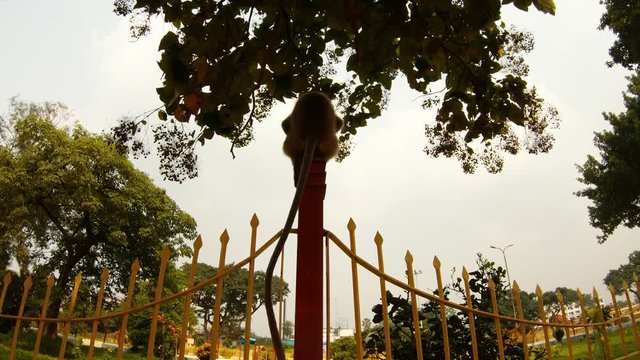 siluet langur sits back on metal gates long tail hangs down green trees around park Kolkata