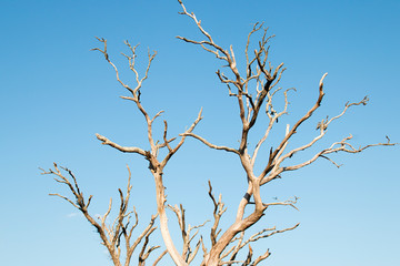 Fototapeta na wymiar Dead tree in the ocean