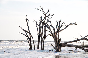 Fototapeta na wymiar Dead tree in the ocean