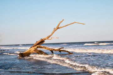 Dead tree in the ocean