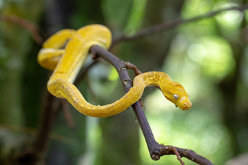 Ecdysis of Yellow Snake