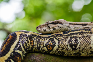 Phyton / Sanca Snake