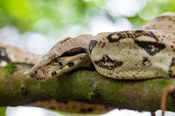 Phyton / Sanca Snake