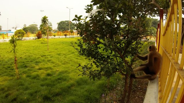 grey langur monkey sits near fence nibble bush and eats leaves green park Kolkata