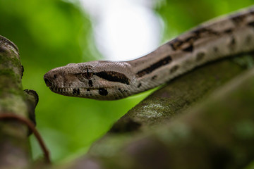 Phyton / Sanca Snake