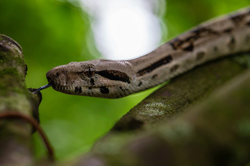 Phyton / Sanca Snake