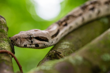 Phyton / Sanca Snake