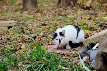 Naklejka na ściany i meble white with black spots cat in autumn day on green the grass among yellow of leaves and debris. pollution of the planet, the concept of animals living in garbage