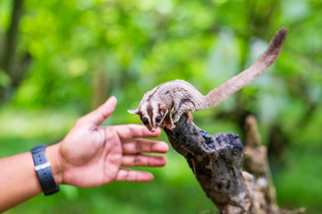 Sugar Gliders in Indonesia