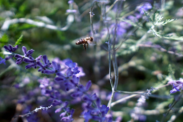 Bee Flying in Lavender Field, Pollination