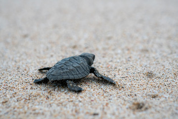Release Young Sea Turtle