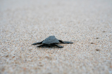 Release Young Sea Turtle