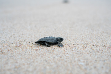 Release Young Sea Turtle
