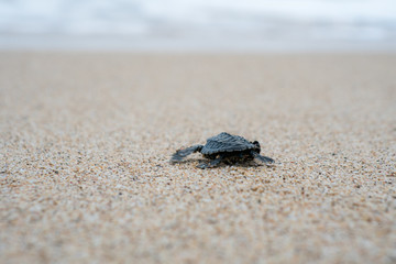 Fototapeta na wymiar Release Young Sea Turtle