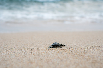 Release Young Sea Turtle