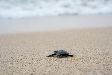 Fototapeta na wymiar Release Young Sea Turtle