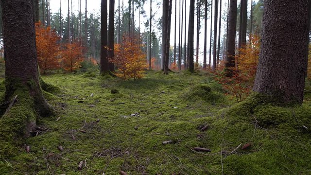 Herbstmoment im Wald - Fallende Bl&auml;tter in moosiger Atmosph&auml;re