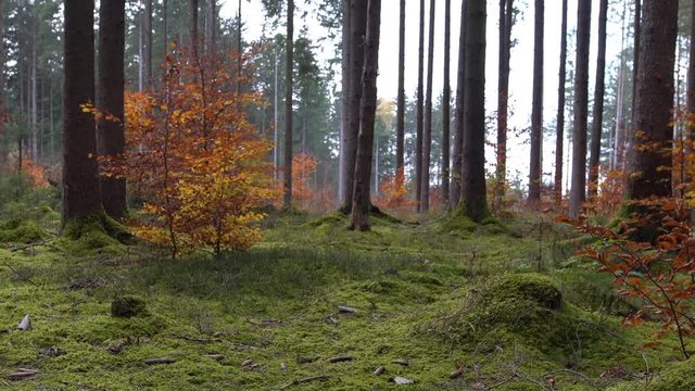 Herbstmoment im Wald - Moosinger Baumstumpf zoomed out